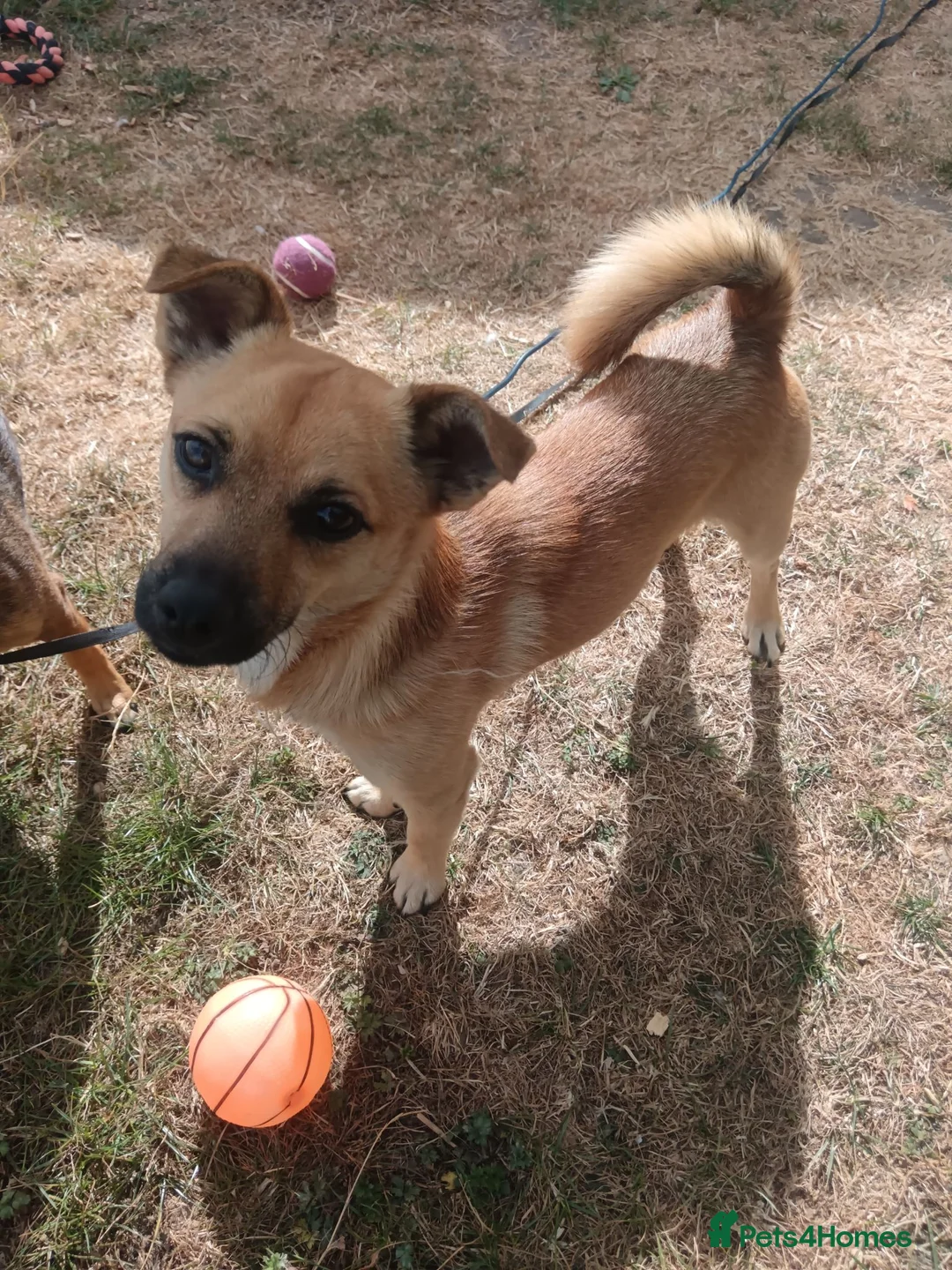 Mixed Breed dogs for sale: Jackaranian Boy 10 months old in Bracknell - Advert 2