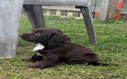 Sprocker dogs for sale: Sprocker spaniel puppies - Image 2
