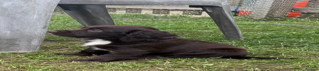 Sprocker Puppy 2