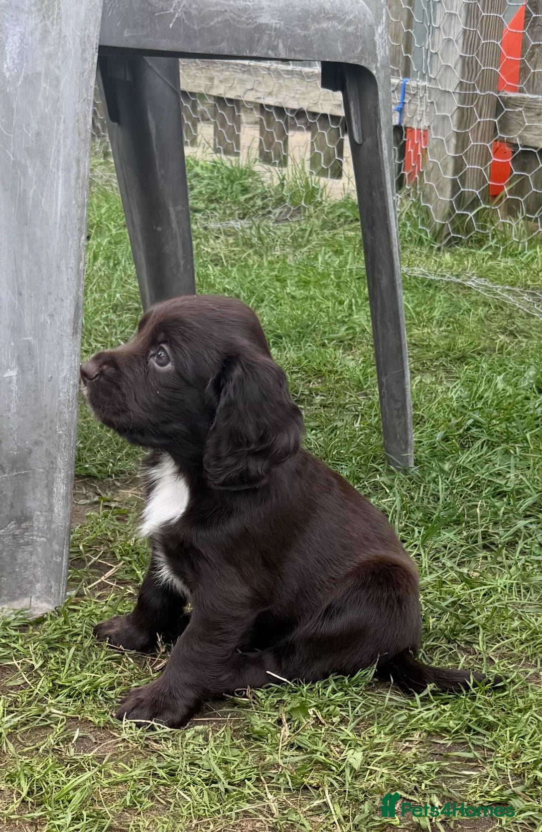Sprocker dogs for sale: Sprocker spaniel puppies - Image 2