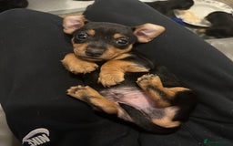 Jack Russell dogs for sale: Miniature Jack Russell pup - Image 3