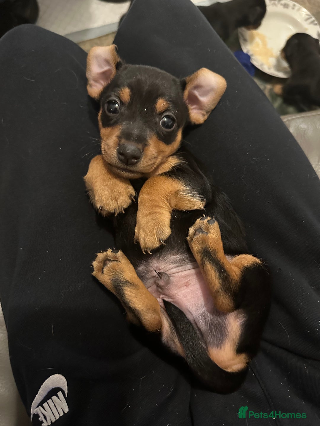 Jack Russell dogs for sale: Miniature Jack Russell pup - Image 3