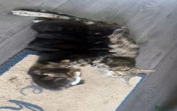 Mixed Breed cats for sale: Bengal tabby cross Turk angora kittens  - Image 4