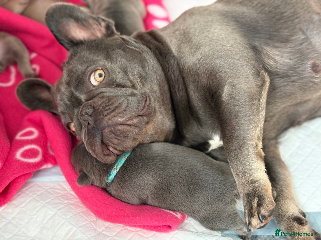 French Bulldog dogs for sale: QUALITY HOME BRED FRENCH BULLDOG PUPPIES - Image 11