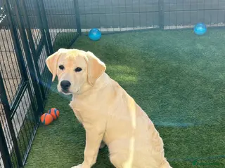 Labrador Retriever dogs Welcome Anjola, 9-month old Labrador, to your home - Advert 1