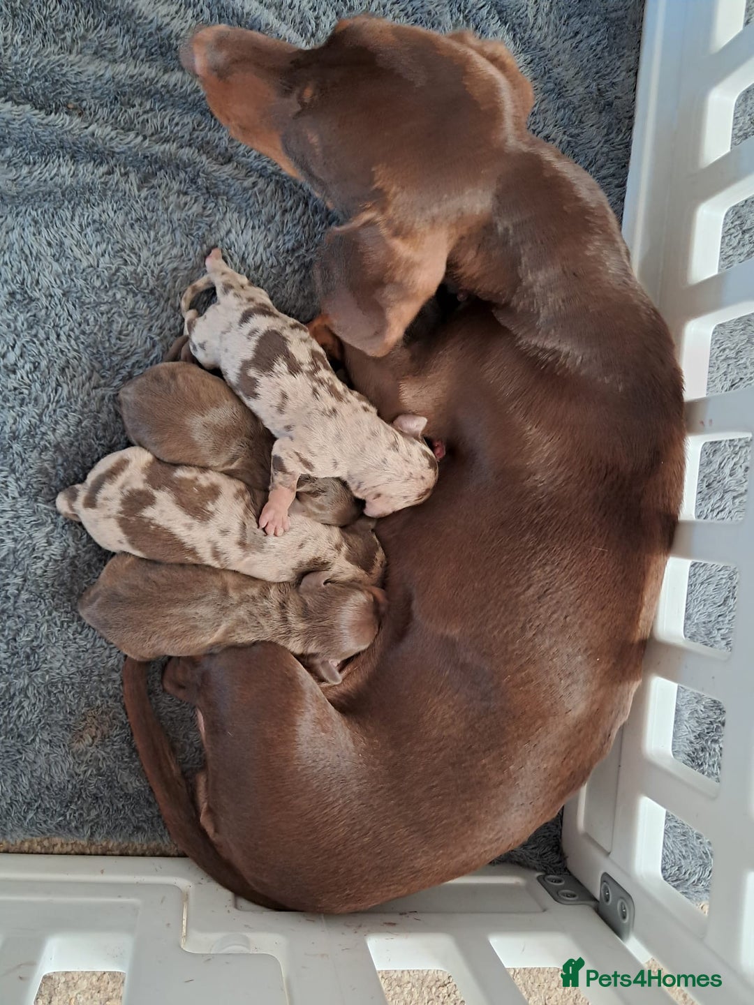 Dachshund dogs for sale: 4 absolutely gorgeous dachshund girls  - Advert 16