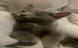 Mixed Breed cats for sale: Little Grey Boy Kitten - Image 2