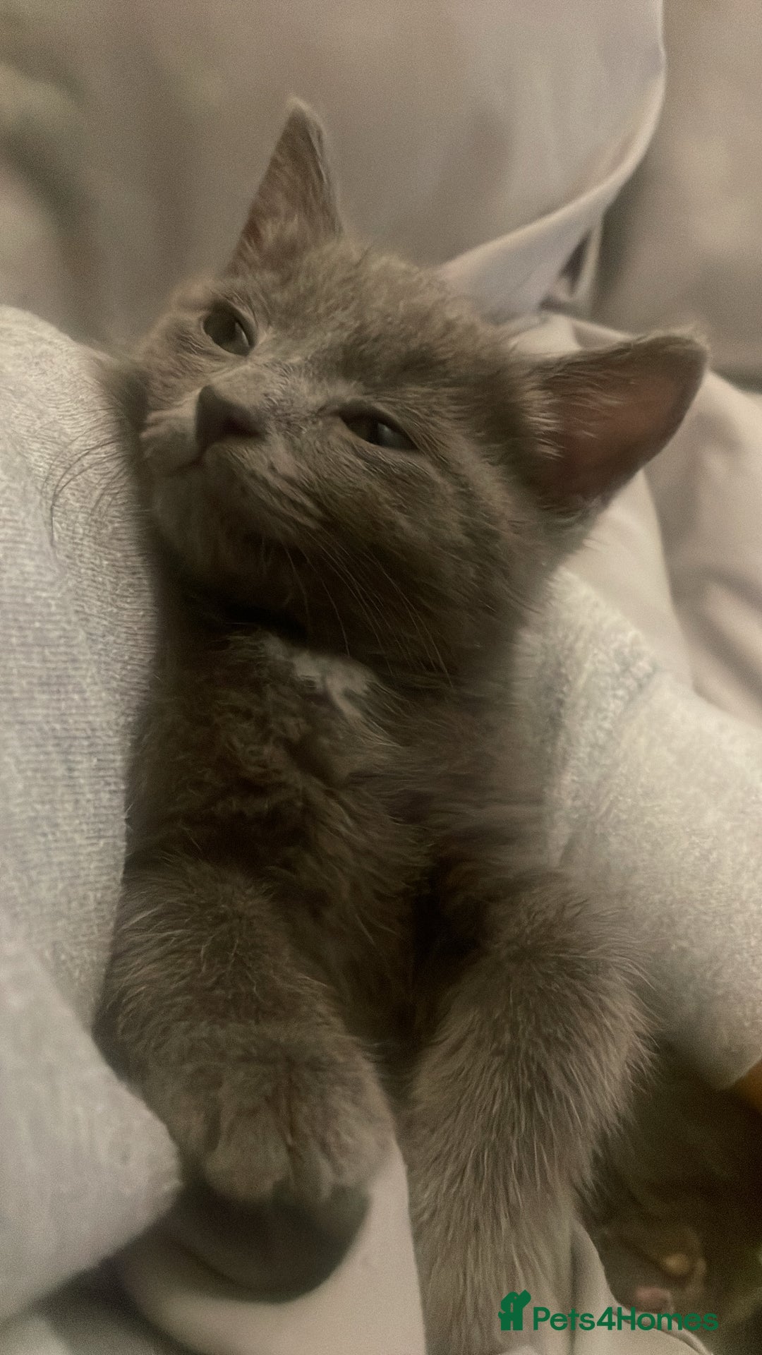 Mixed Breed cats for sale: Little Grey Boy Kitten - Image 2