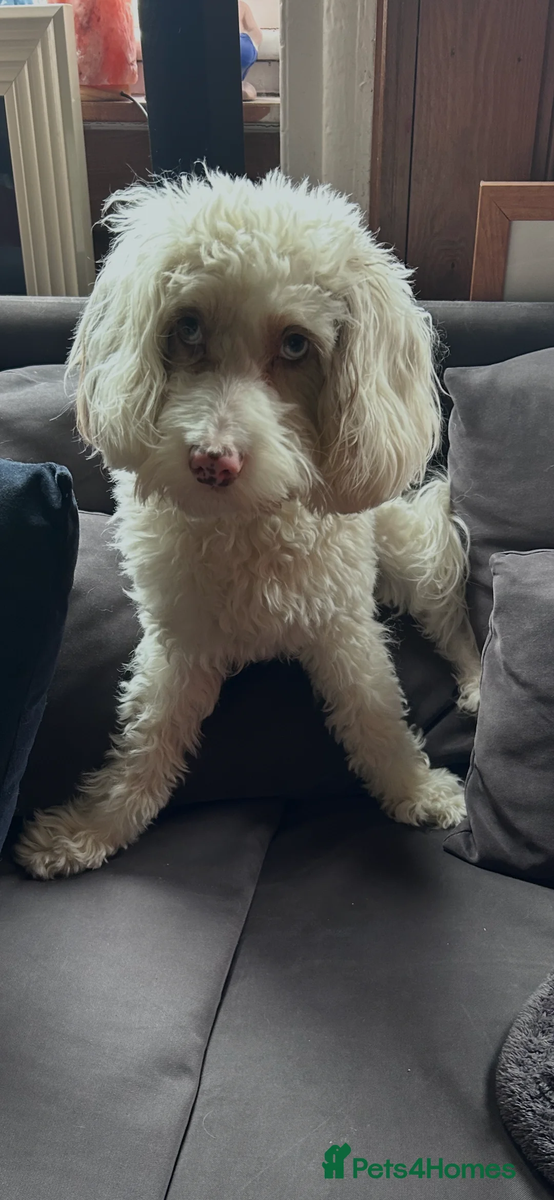 Cockapoo dogs for stud: white/gold f 1 stud  in Broadstairs - Advert 2