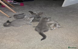 British Shorthair cats for sale: 🐾 British Shorthair Blue – 4 Female Kittens  - Image 9