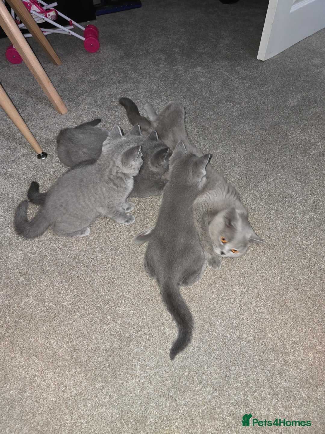 British Shorthair cats for sale: 🐾 British Shorthair Blue – 4 Female Kittens  - Image 9