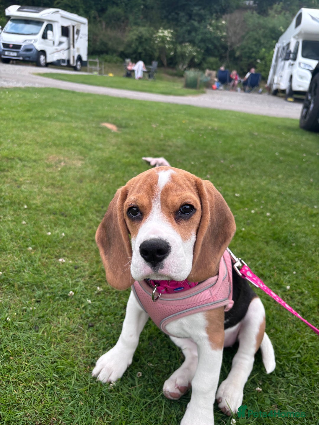 Beagle dogs for sale: Lexi  - Advert 14