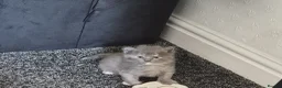 Maine Coon cats for sale: Stunning maine coon full pedigree kittens - Advert 27