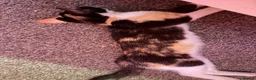 Domestic Shorthair cats for sale: 3 Domestic shorthair kittens  - Advert 4