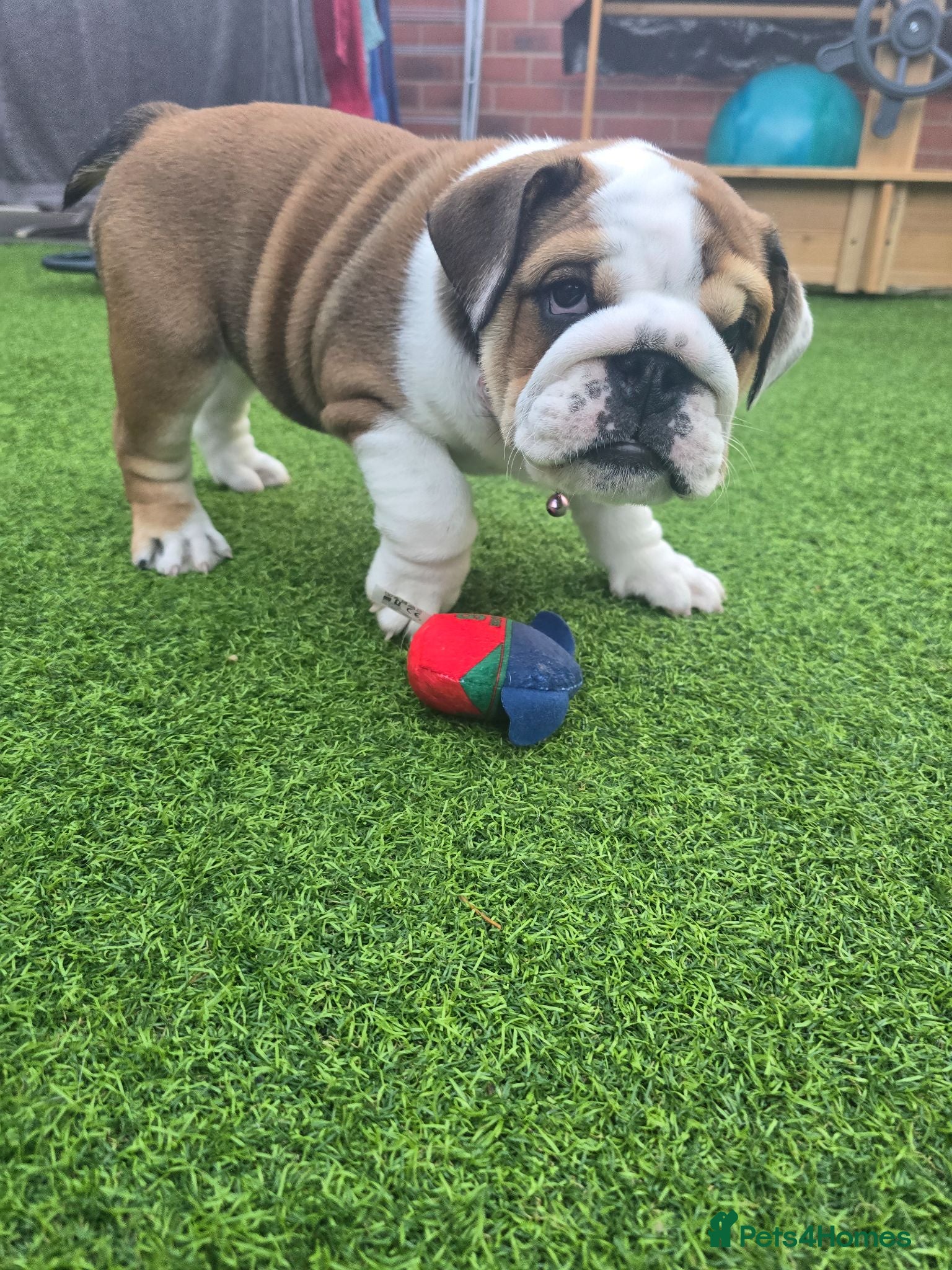 English Bulldog dogs 🐾 READY NOW ! 🎉🥰 Beautiful KC girl🐶😍 - Advert 15