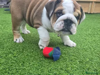 English Bulldog dogs 🐾 READY NOW ! 🎉🥰 Beautiful KC girl🐶😍 - Advert 15