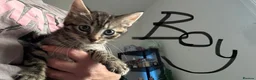 Mixed Breed cats for sale: Kittens for sale  - Advert 6