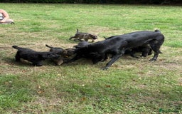 German Shepherd dogs for sale: German shepherd puppies ready to leave now - Image 8