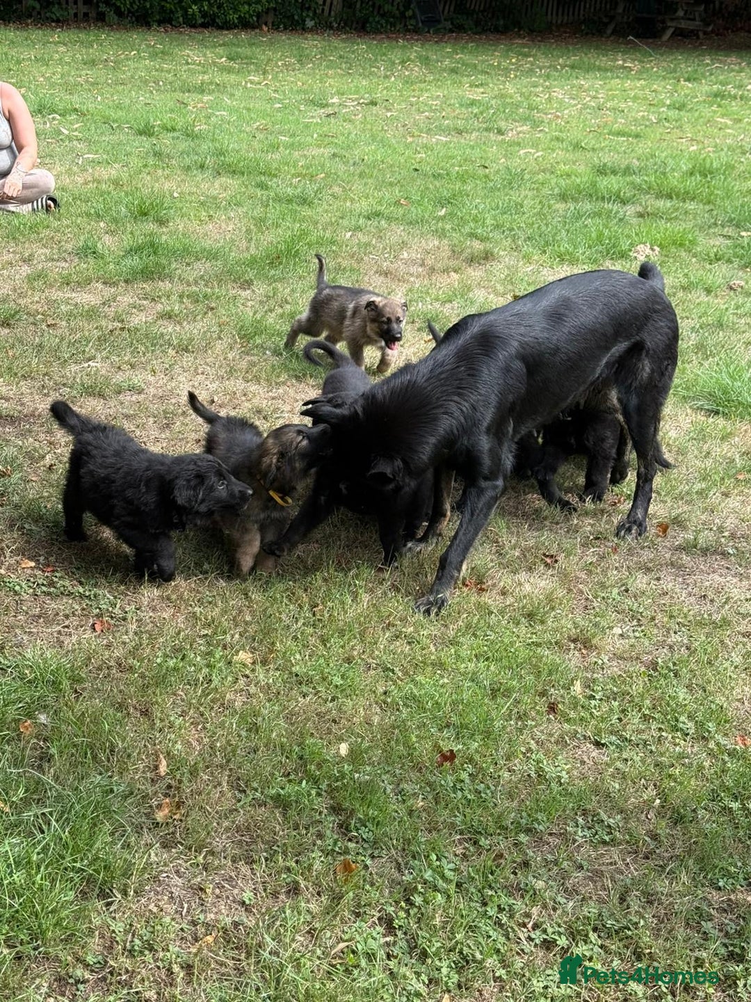 German Shepherd dogs for sale: German shepherd puppies ready to leave now - Image 8