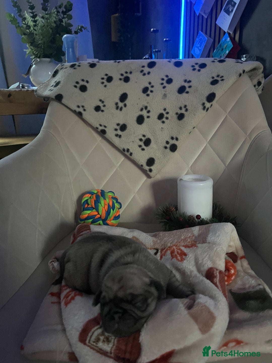Pug dogs for sale: 2 boys 3 girls pugs for sale leeds  - Advert 13
