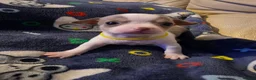 Chihuahua dogs for sale: Beautiful Chihuahua Puppies Lookin for 4ever Homes - Advert 9