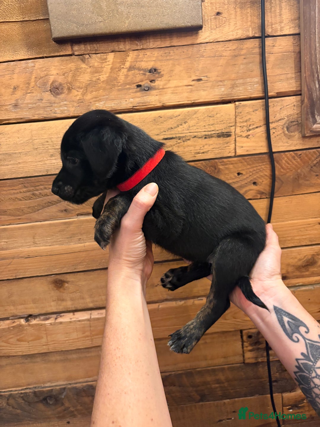 Mixed Breed dogs for sale: Staff/lab/collie pups  - Advert 6