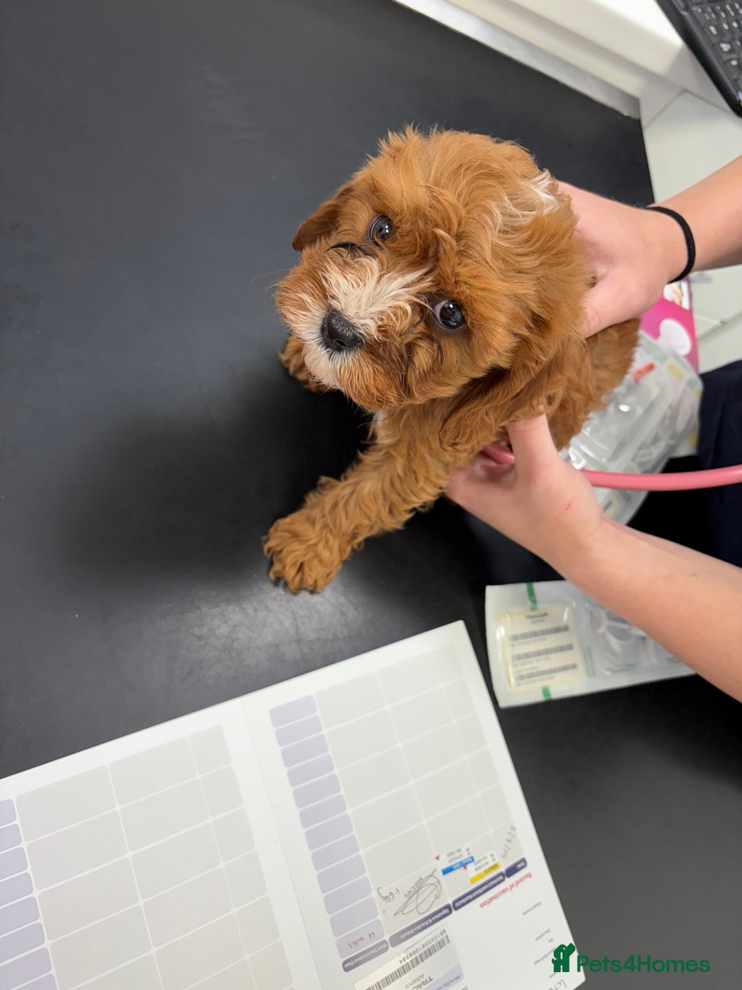 Cavapoo dogs for sale: Health tested TOY CAVAPOOS KC Parents - Image 31
