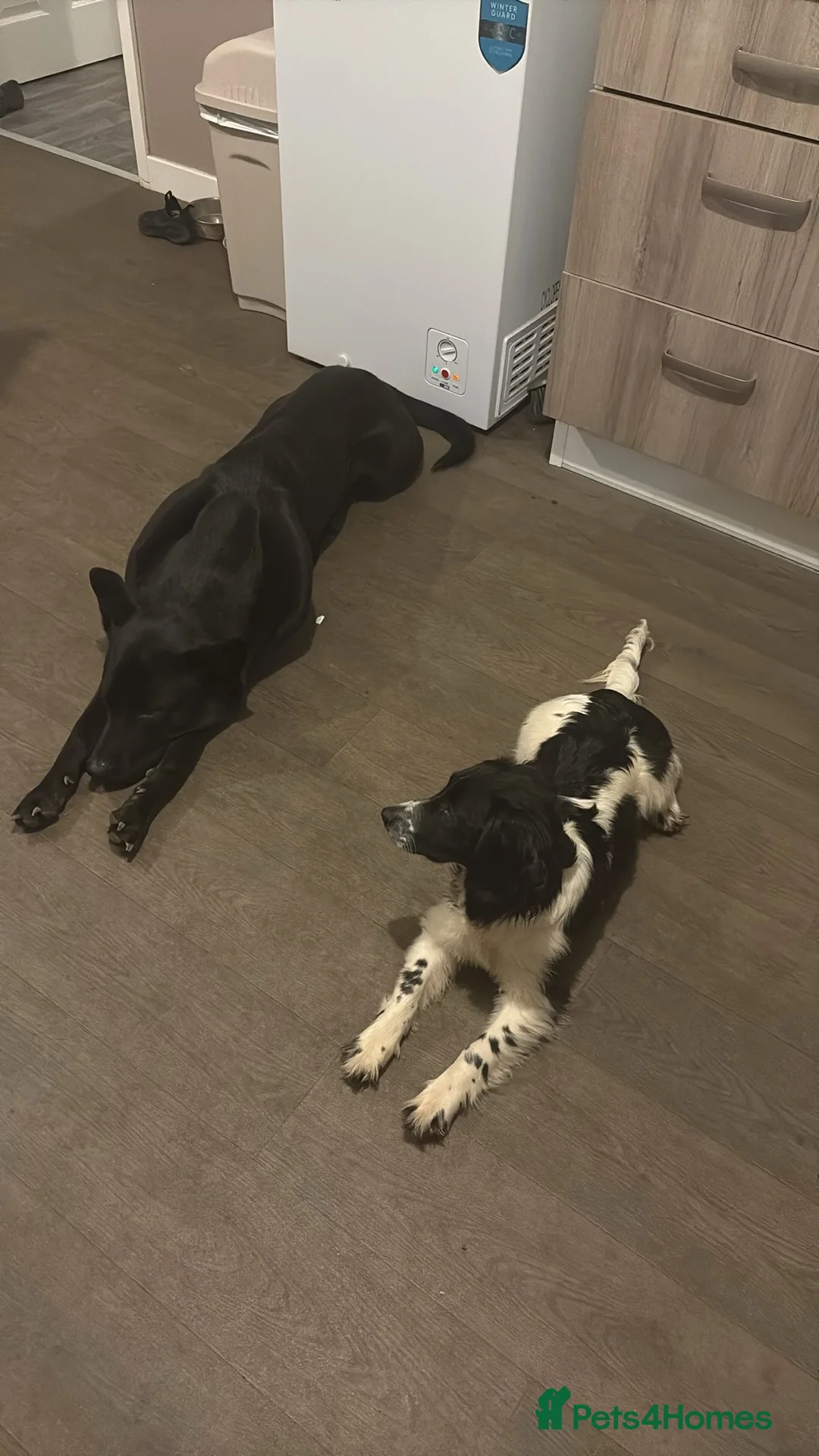 Sprocker dogs for sale: 6 months old puppy  in Doncaster - Advert 2