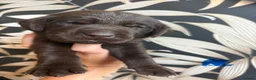 Labrador Retriever dogs for sale: Beautiful Chocolate Labs - Advert 18