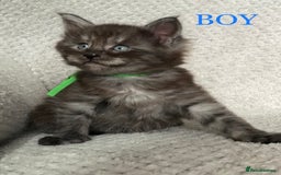 Maine Coon cats for sale: MaineCoon Kittens For Sale Black Smoke - Image 13