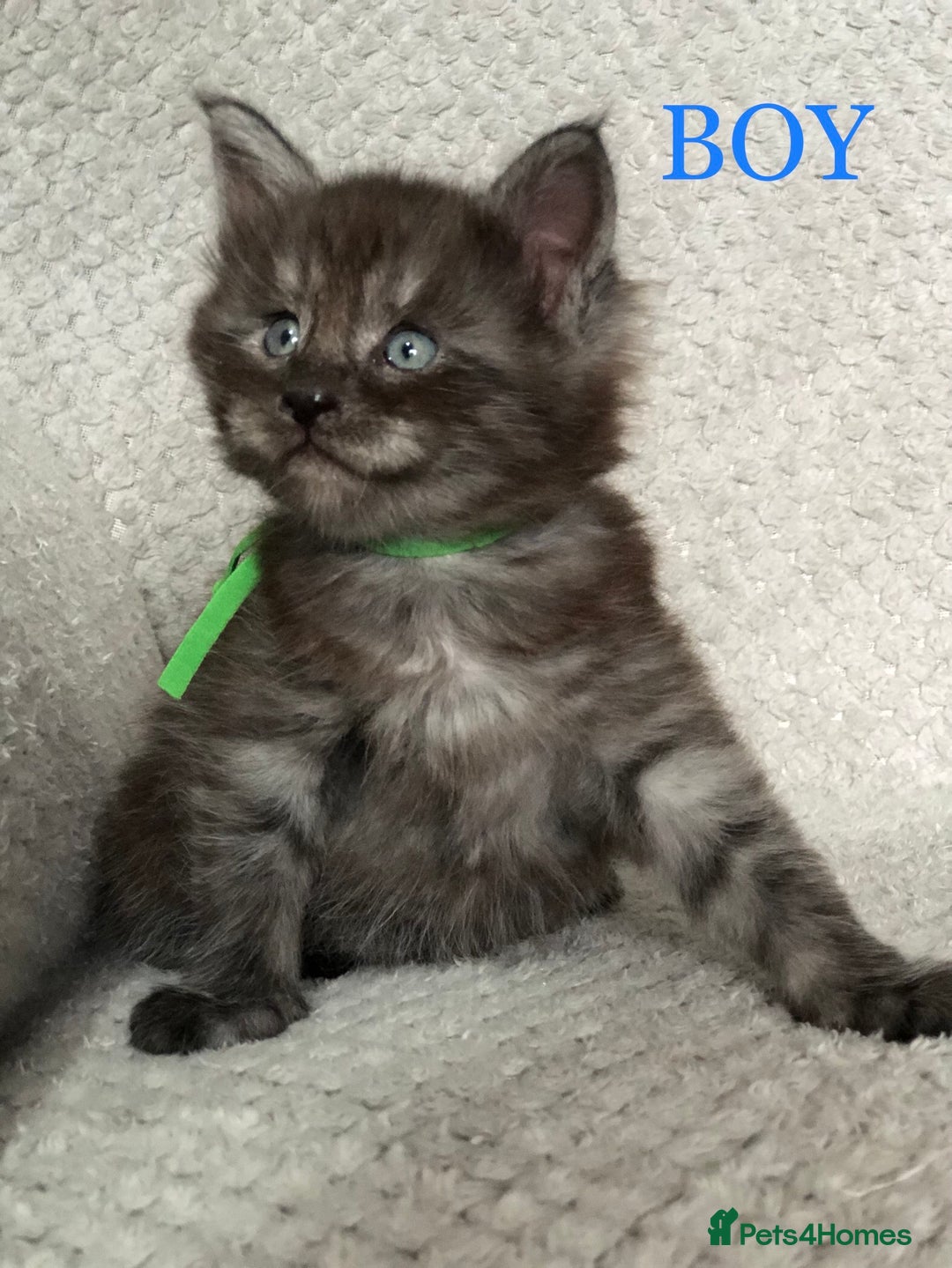 Maine Coon cats for sale: MaineCoon Kittens For Sale Black Smoke - Image 13