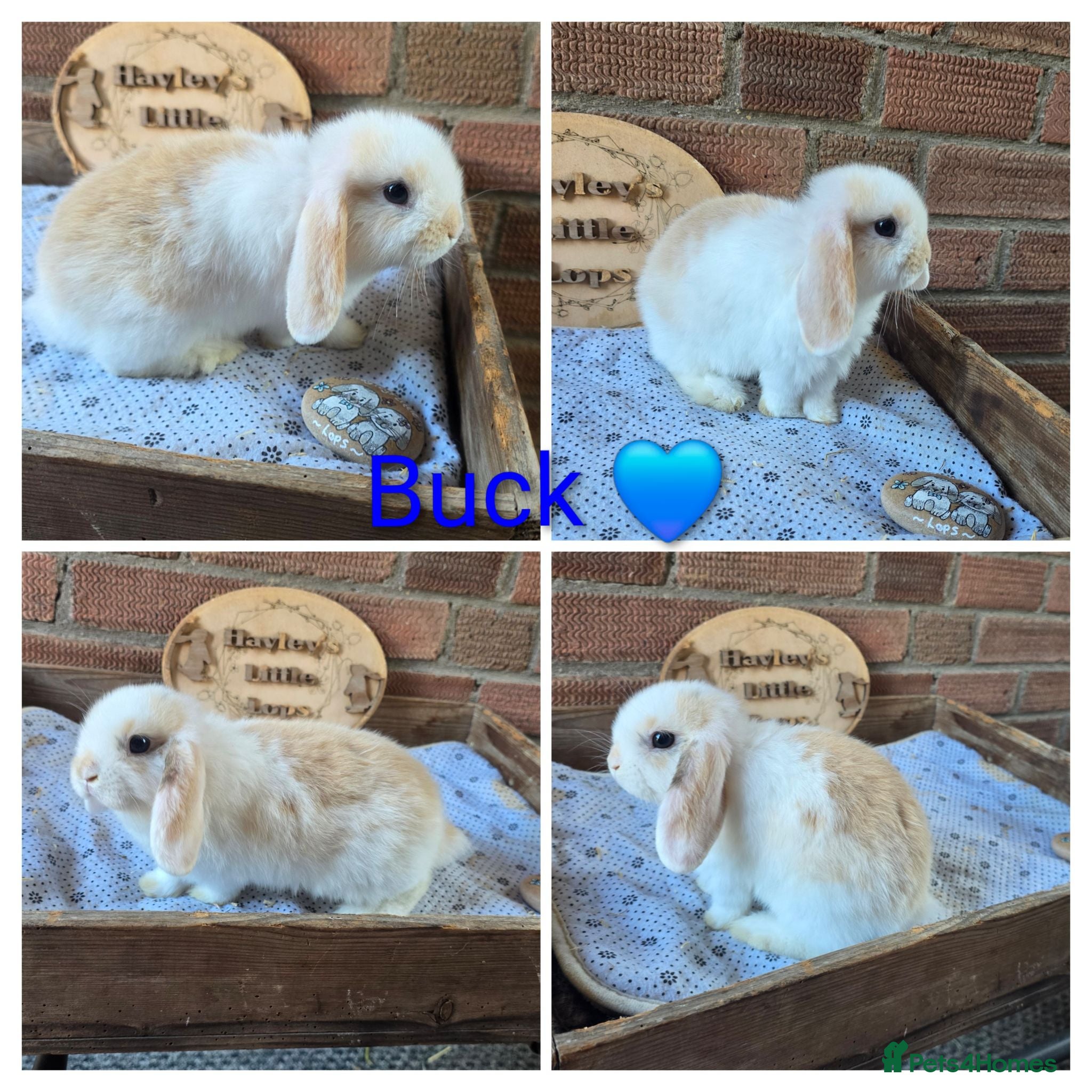 Mini Lop rabbits READY NOW Gorgeous pure breed mini lops  - Advert 2