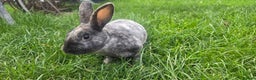 Rex rabbits for sale: 3 Mini rex 13 weeks old - Advert 3
