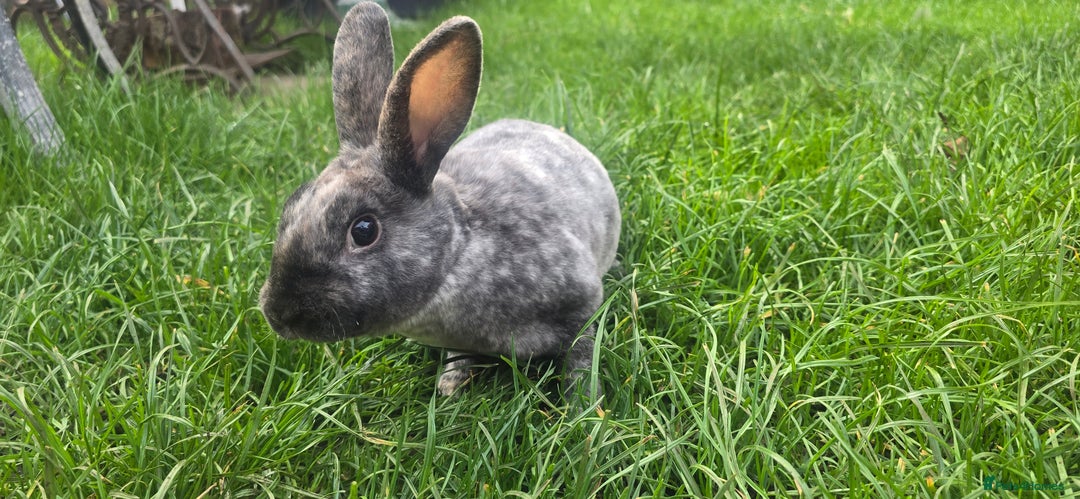 Rex rabbits for sale: 3 Mini rex 13 weeks old - Advert 3