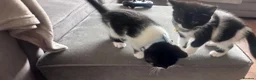 Mixed Breed cats for sale: Beautiful 8week old kittens  - Advert 22