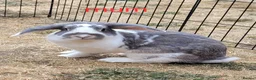 Mini Lop rabbits for sale: Mini lop bunnies for sale - Advert 7