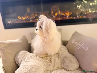 Maltese dogs Beautiful 6 month old Maltese Puppy Ready Now - Advert 4