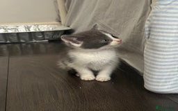 Mixed Breed cats for sale: Mixed breed kittens  - Image 2