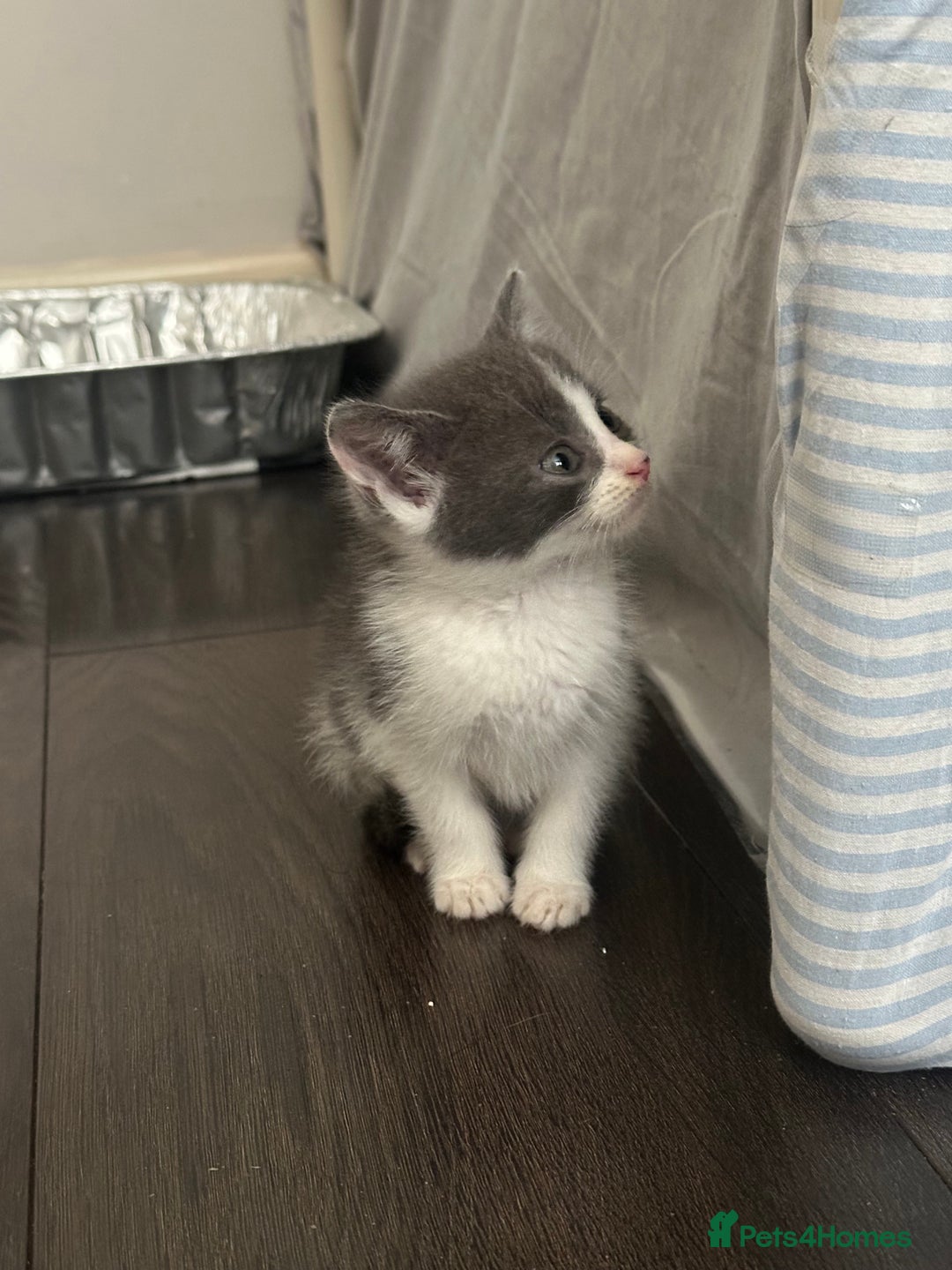 Mixed Breed cats for sale: Mixed breed kittens  - Image 2