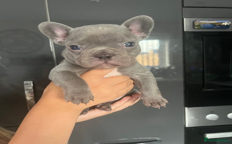 French Bulldog dogs - Advert 2