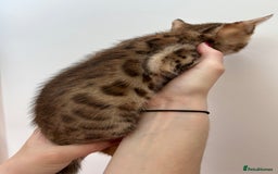 Bengal cats for sale: GORGEOUS PURE BENGAL KITTENS READY TO GO ❤️ - Image 8