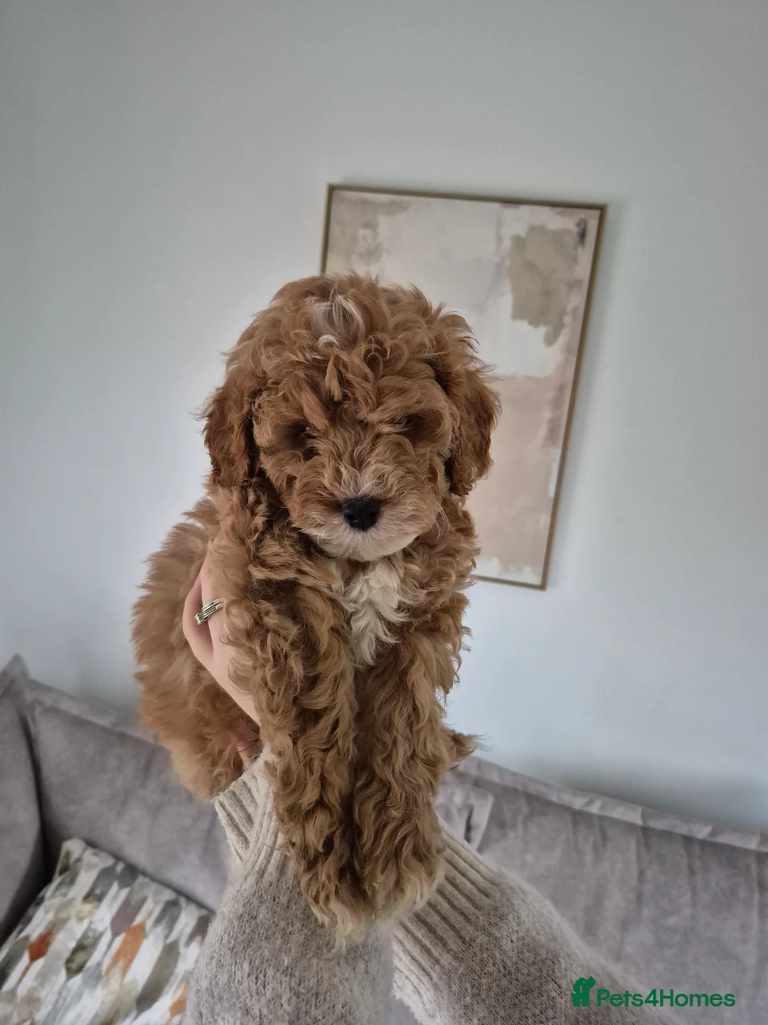 Cockapoo dogs for sale: Last boy remaining. F1B red cockapoo puppies - Advert 4