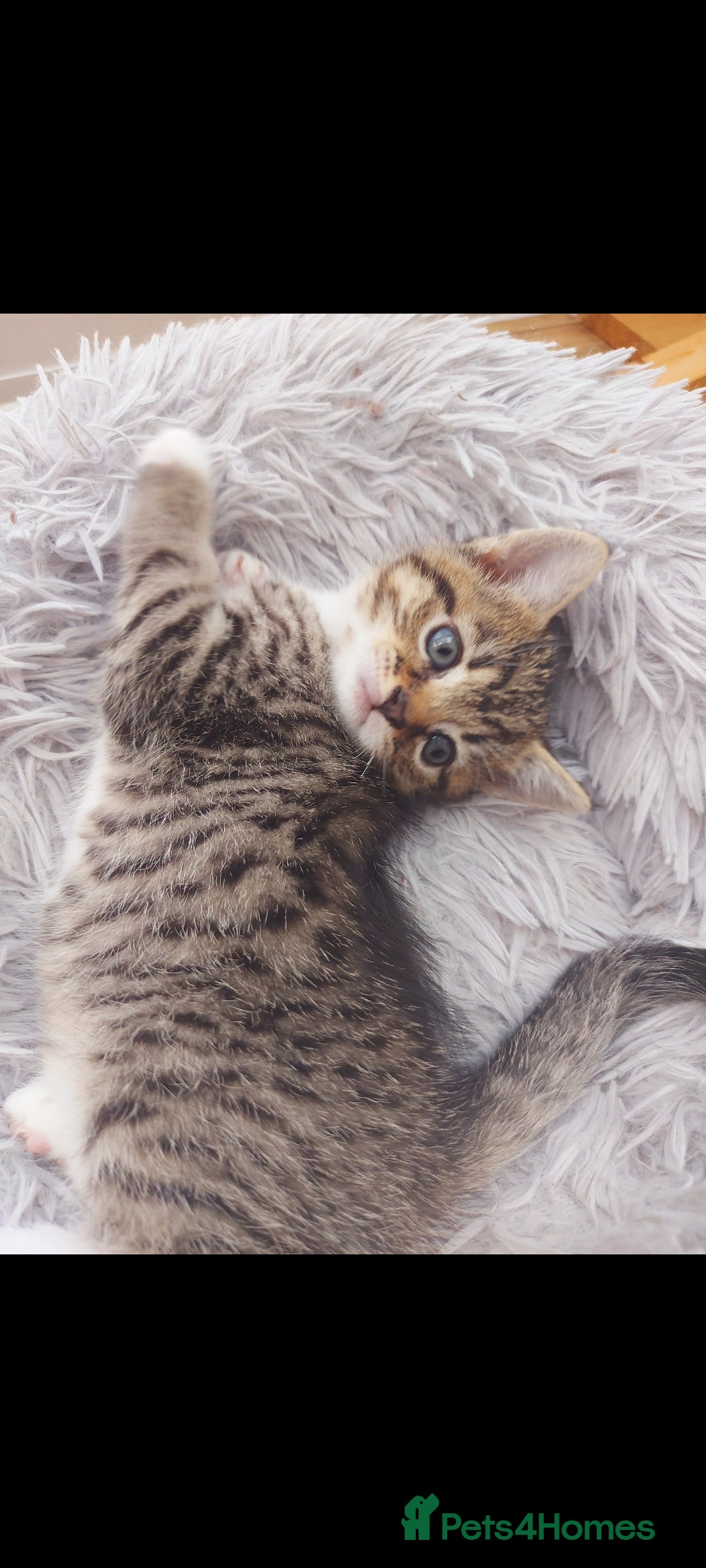 Mixed Breed cats for sale: Beautiful kittens 🥰 - Advert 8