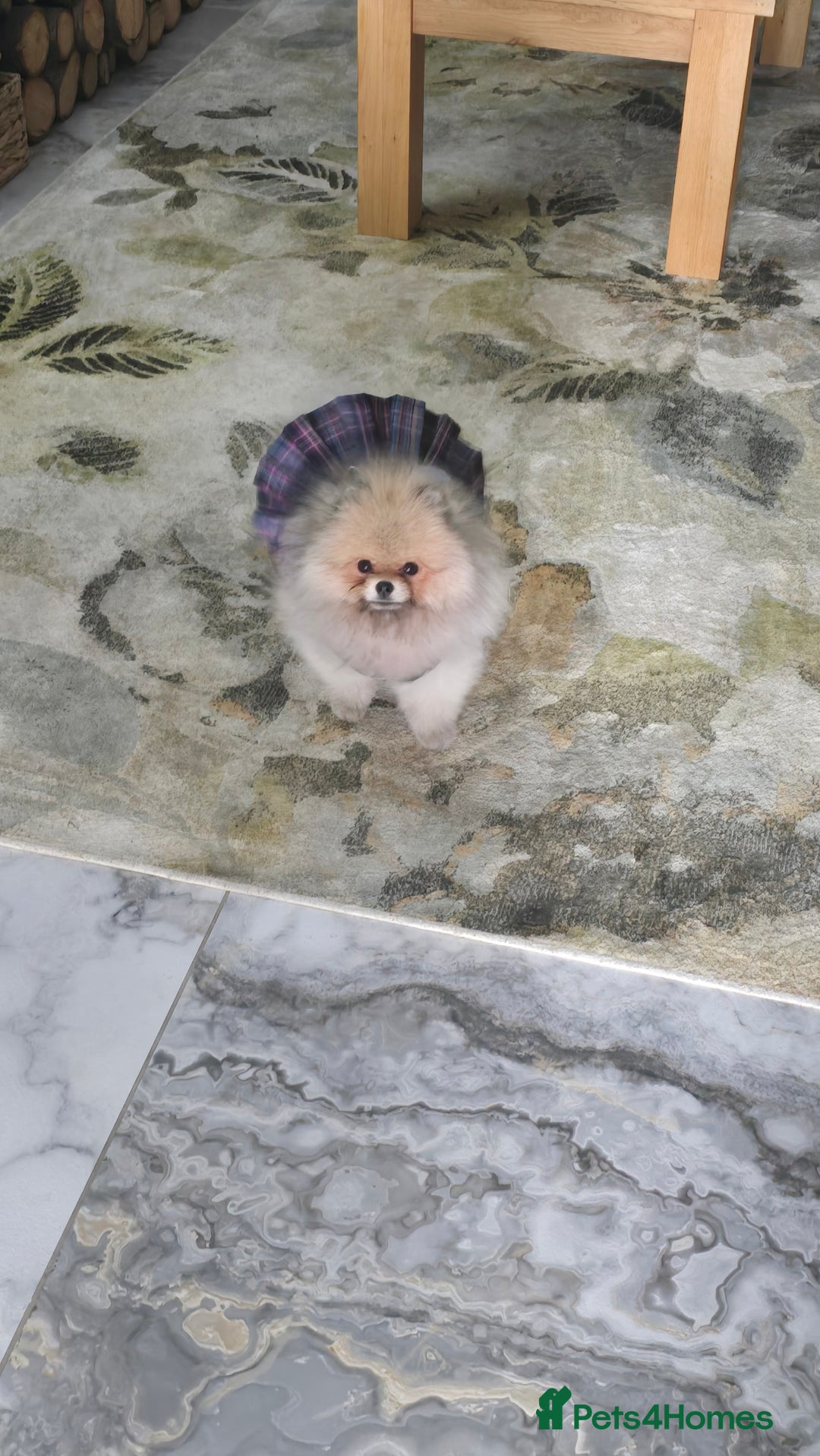 Pomeranian dogs for sale:  KC REGISTERED female - Image 13