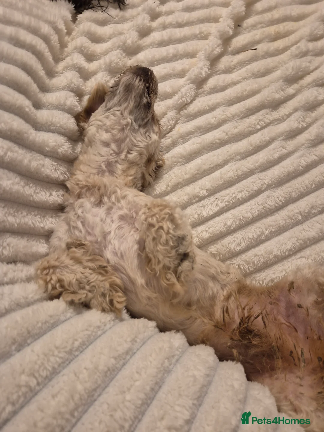 Chorkie dogs for sale: Little louie lovable cheeky affectionate boy - Advert 4