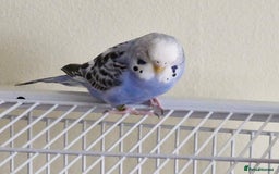 Budgerigars birds for sale: Violet Opaline Budgie - Image 1