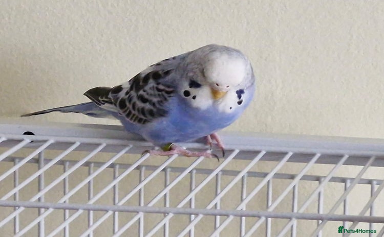 Budgerigars birds - Advert 3