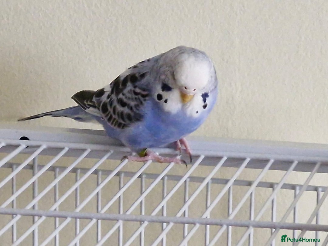Budgerigars birds for sale: Violet Opaline Budgie - Image 1