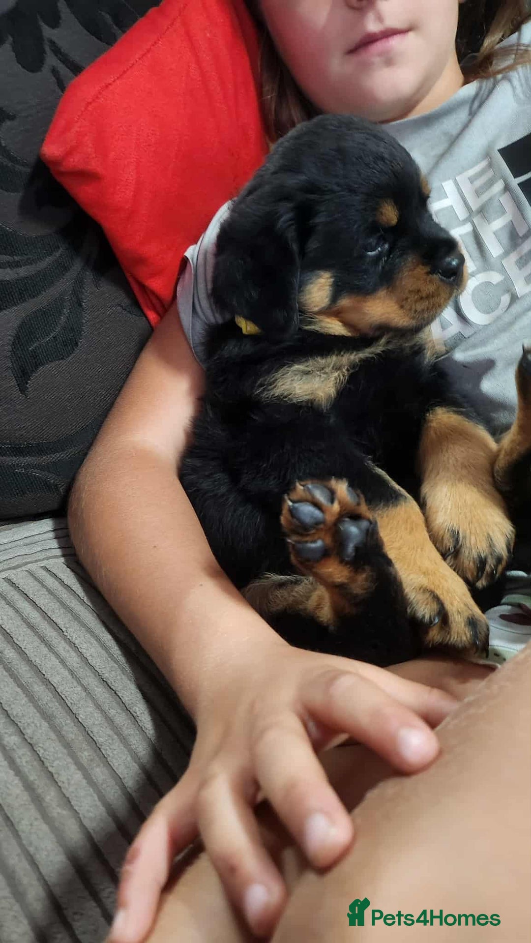 Rottweiler dogs for sale: Top quality European bloodlines rottweiler Puppies - Image 14