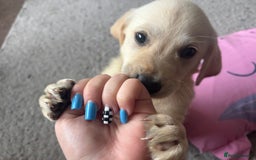 Goldador dogs for sale: Goldador puppies 3 girls - Image 3